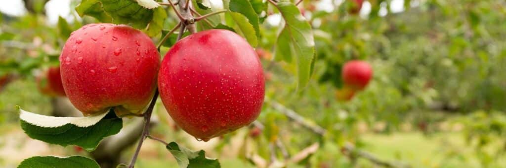 healthy apple tree in a suburban garden in Montgomeryville, PA.