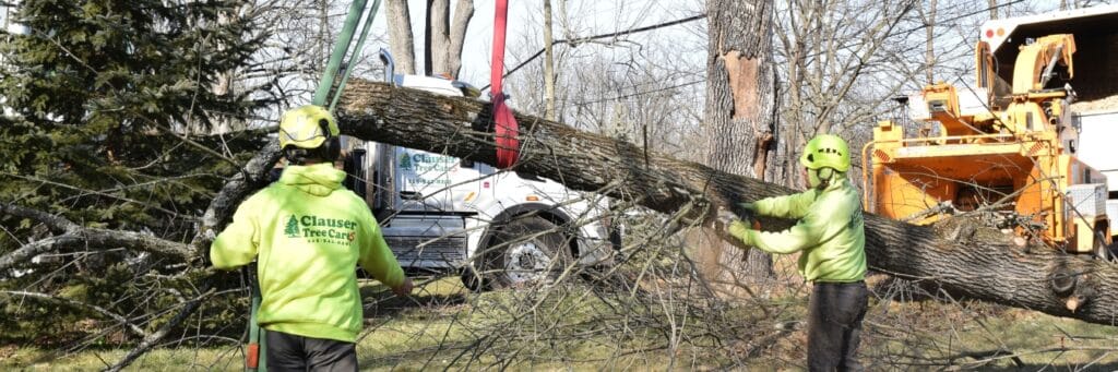 The team at Clauser Tree Care remove a tree that feel in a neighboring yard in Chalfont, PA.