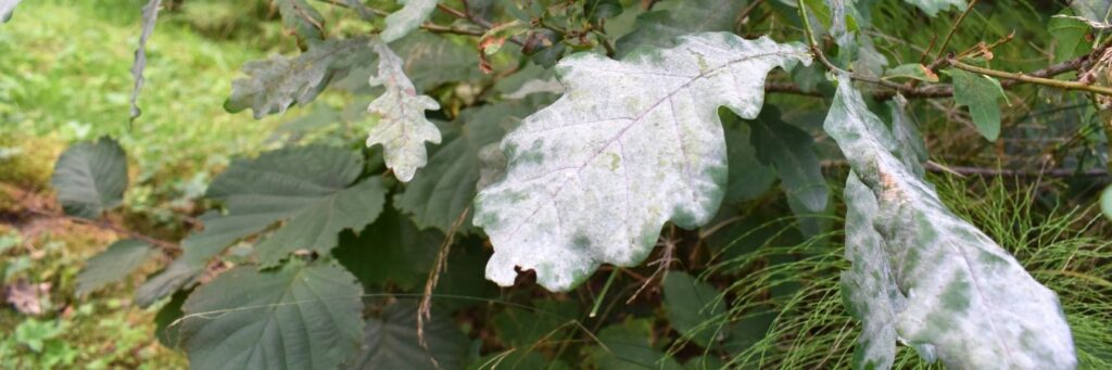 Powdery mildew symptoms on an oak tree in Pennsylvania.