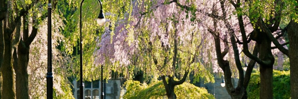 A tree in full bloom thanks to proper care and fertilization.