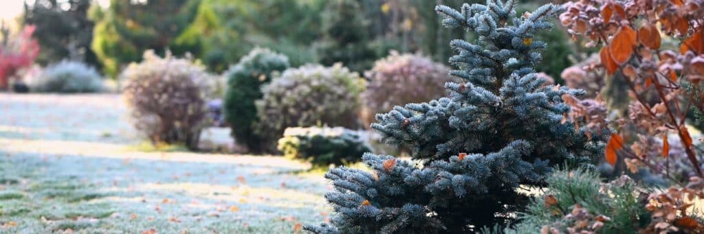 Shrubs and trees in a yard covered with frost.