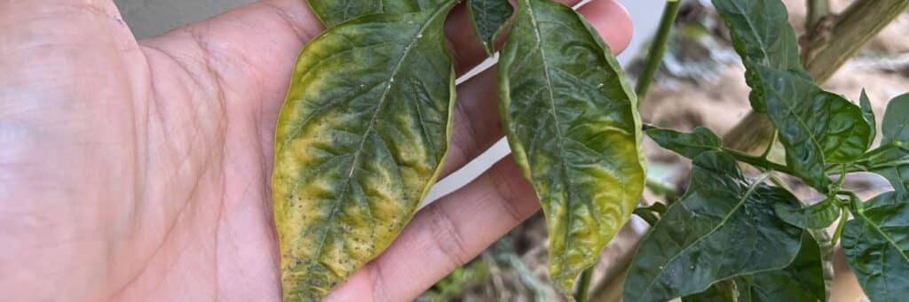 Leaves exhibiting the symptoms of verticillium wilt.