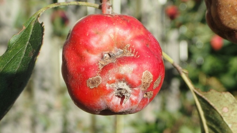 An apple fruit severely damaged by apple scab.