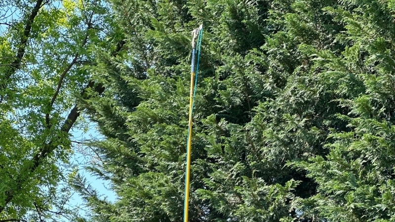 An arborist from Clauser Tree Care pruning a tree in the summer in Ottsville, PA.