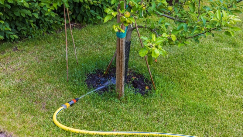 An irrigation setup to provide supplement water to trees in Hilltown, PA.