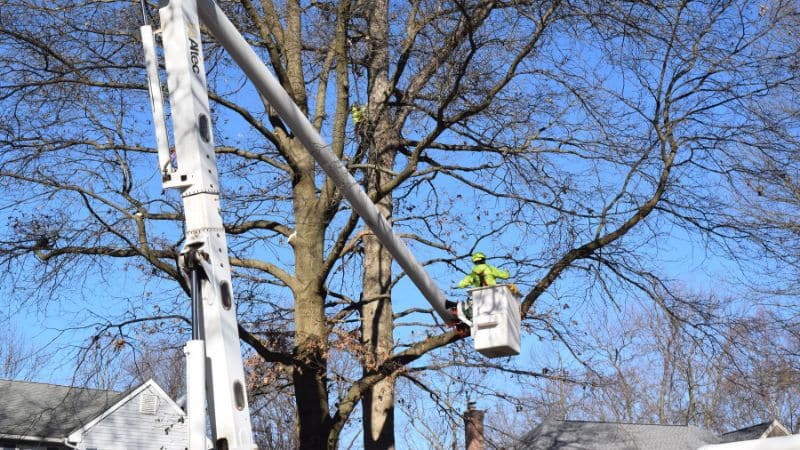 Clauser Tree using a bucket truck to assist in removing a tree in Doylestown, PA.