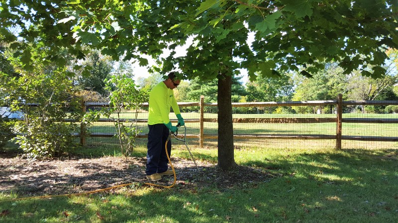 An arborist from Clauser Tree Care fertilizing a tree in Ambler, PA.