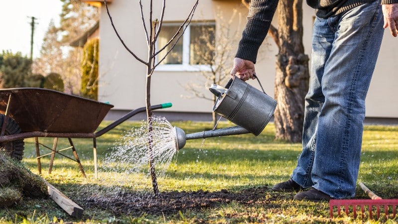 A man watering his trees with a watering can in Doylestown, PA.