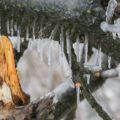 Damaged branches from a tree after an ice storm in North Wales, PA.